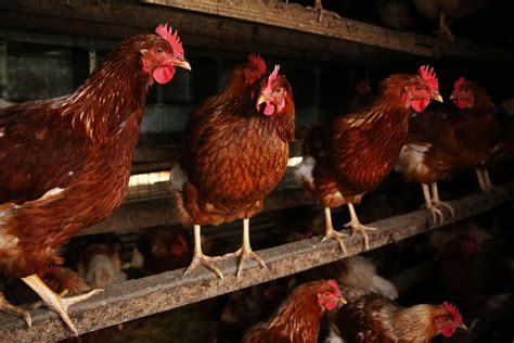 cheap eggs are ruining the cage-free movement